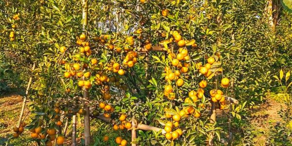 কমলা চাষে সাড়া ফেলেছেন লালমনিরহাটের শিক্ষক দম্পতি